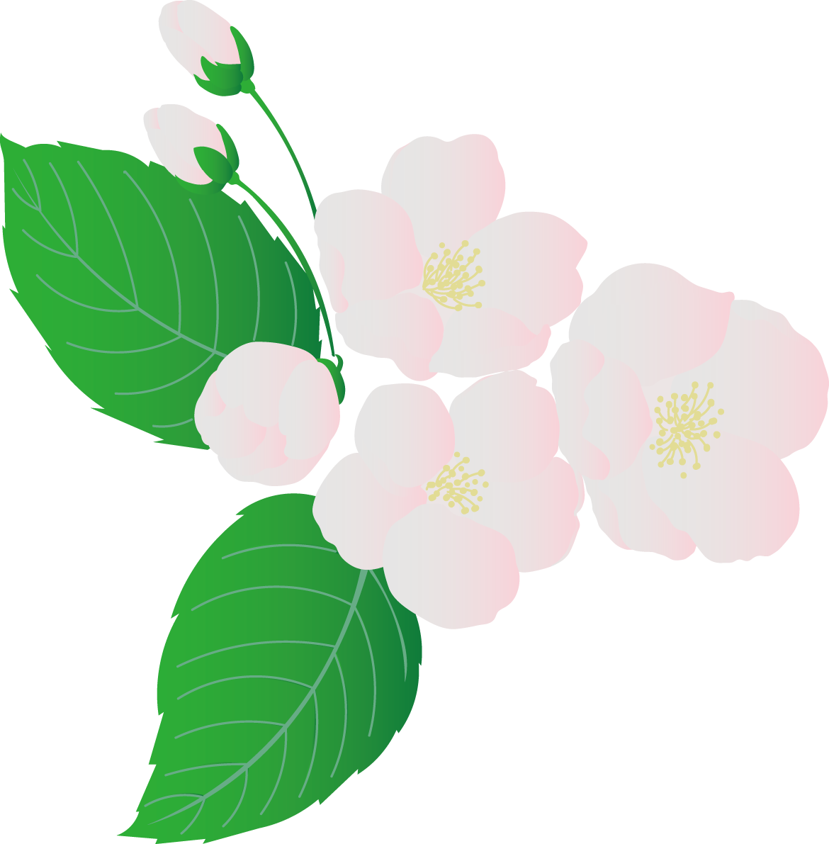 ピンクのリアルな桜と蕾イラスト無料 フリー88378に写真・文字を入れる