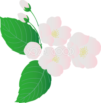 ピンクのリアルな桜と蕾イラスト無料 フリー88378