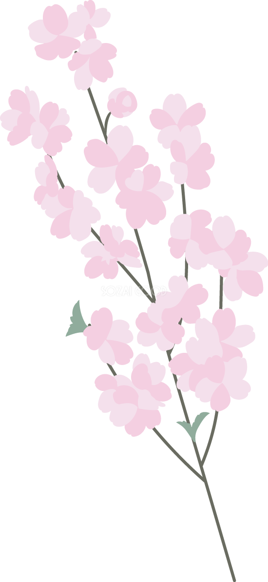 ピンクの枝付き桜イラスト無料 フリー88379