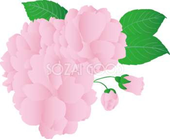 ピンク色のリアルな八重桜と蕾イラスト無料 フリー88381