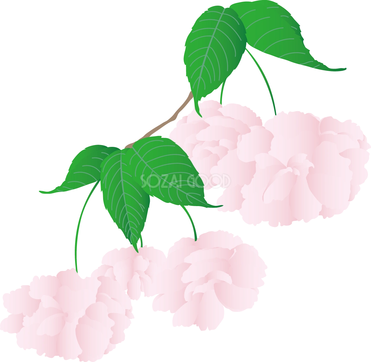 リアルなたくさんの八重桜イラスト無料 フリー88384