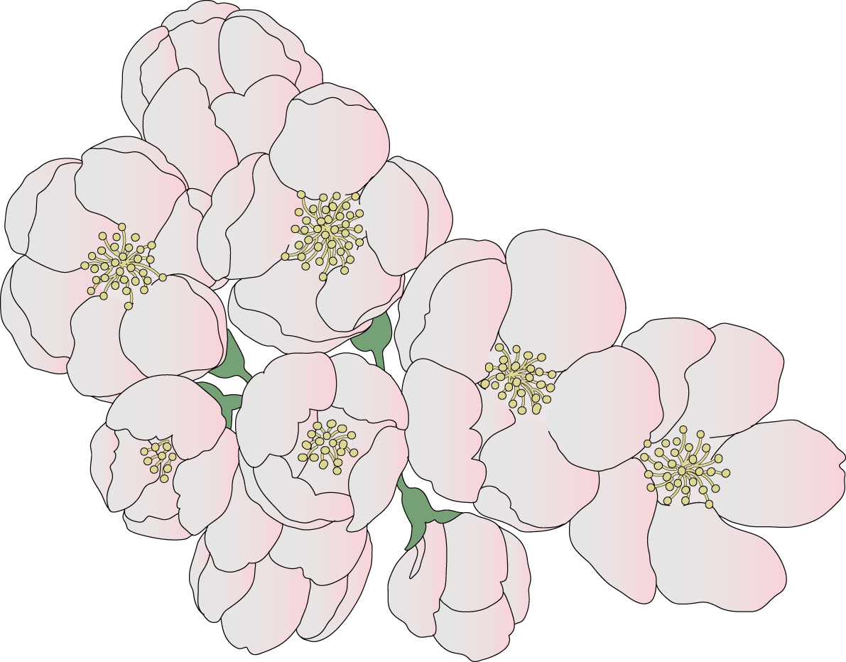 リアルな三分咲きの桜イラスト無料 フリー88385に写真・文字を入れる