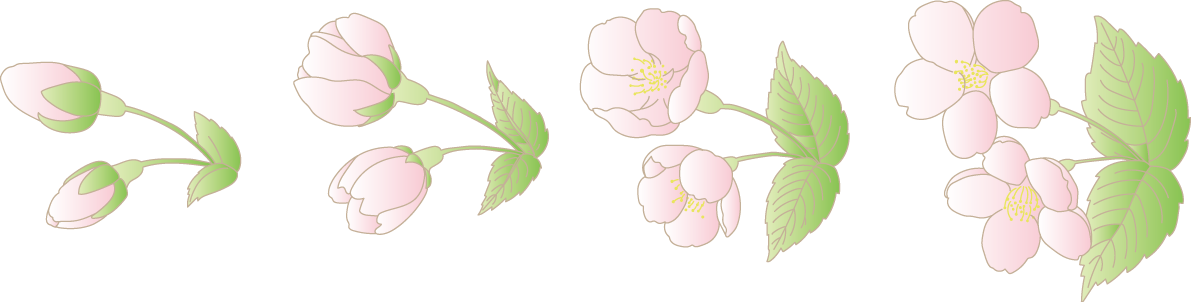 桜の蕾から開花までイラスト無料 フリー88392に写真・文字を入れる
