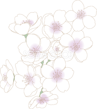 淡い色のソメイヨシノ  桜イラスト無料 フリー88394