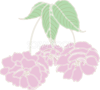 淡い色の牡丹桜イラスト無料 フリー88397