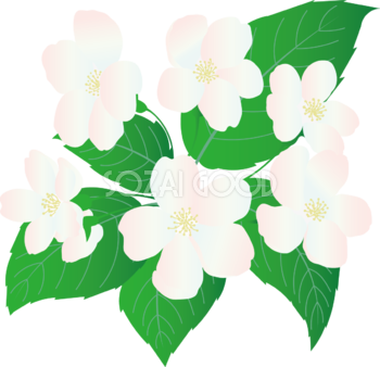白色のリアルな桜イラスト無料 フリー88400