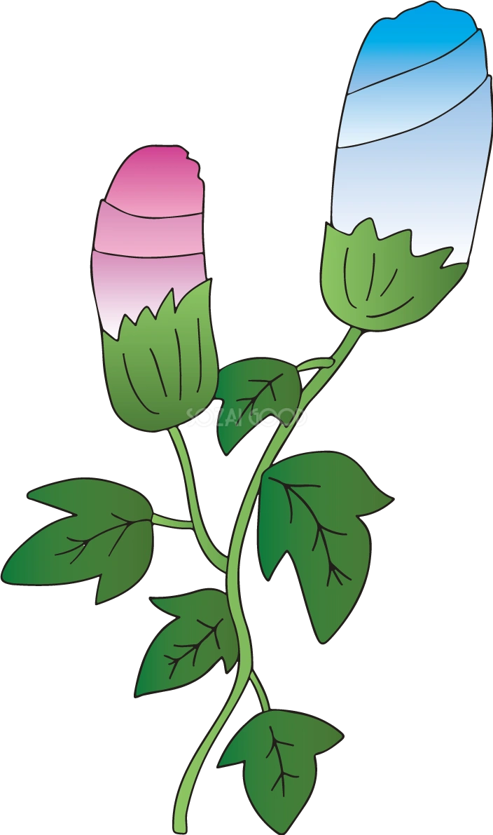朝顔 蕾 イラスト無料 フリー89628