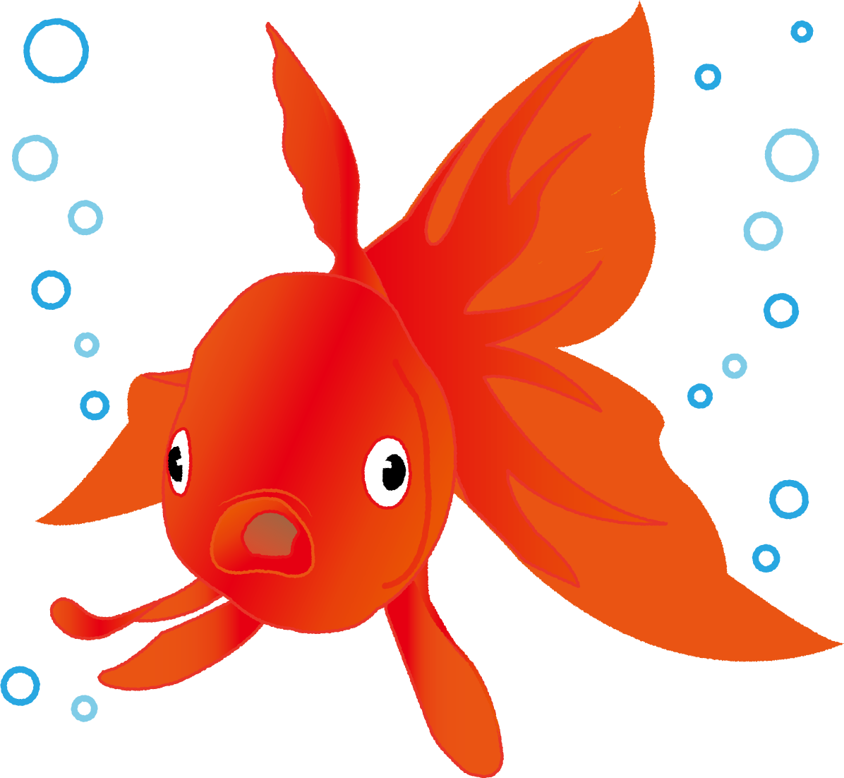 金魚 かわいい 正面 イラスト無料 フリー89694に写真・文字を入れる