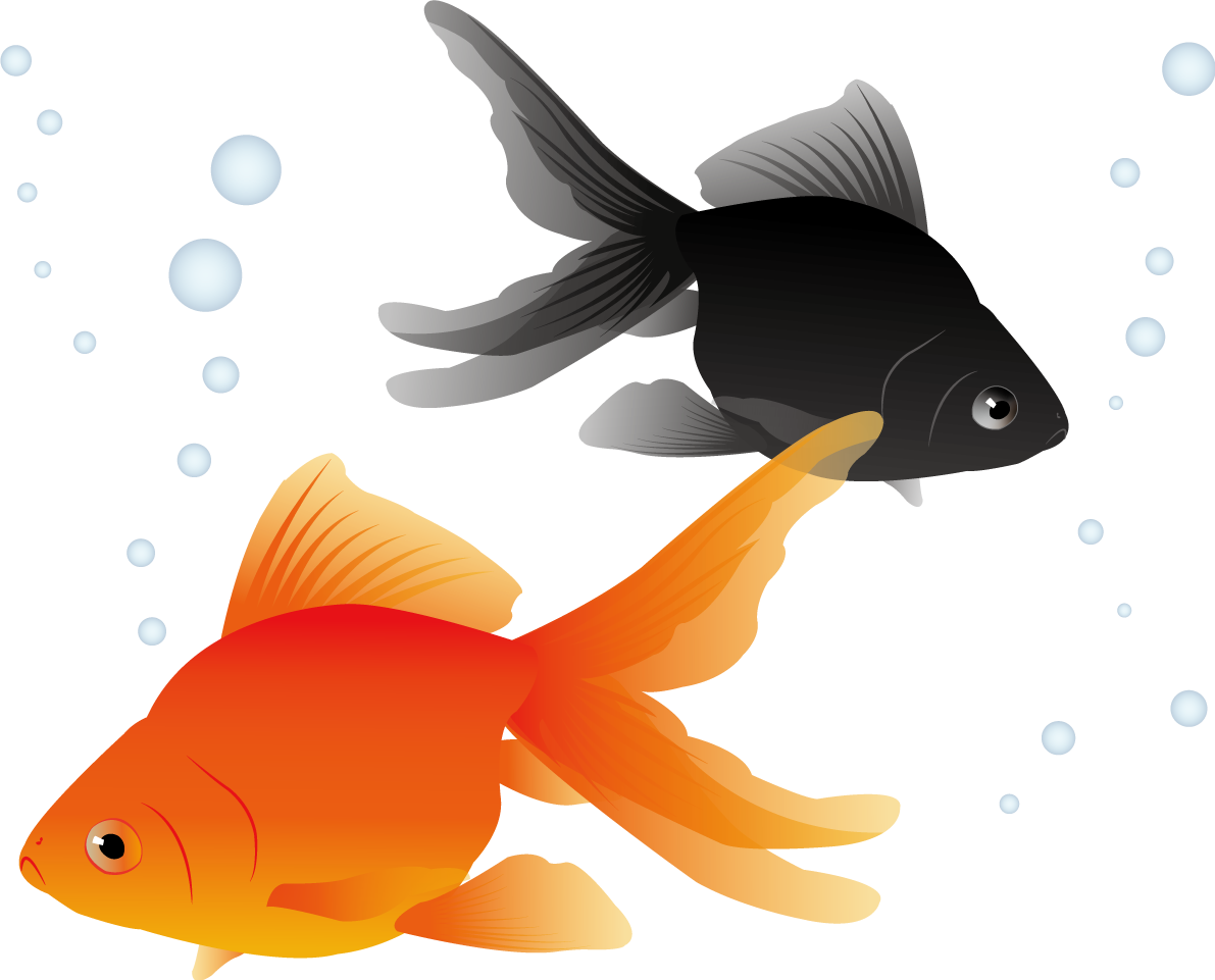 金魚 リアル 横 イラスト無料 フリー89699に写真・文字を入れる