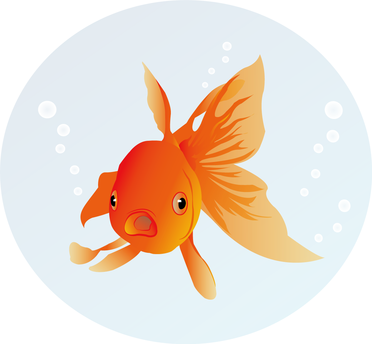 金魚 リアル 正面 イラスト無料 フリー89702に写真・文字を入れる