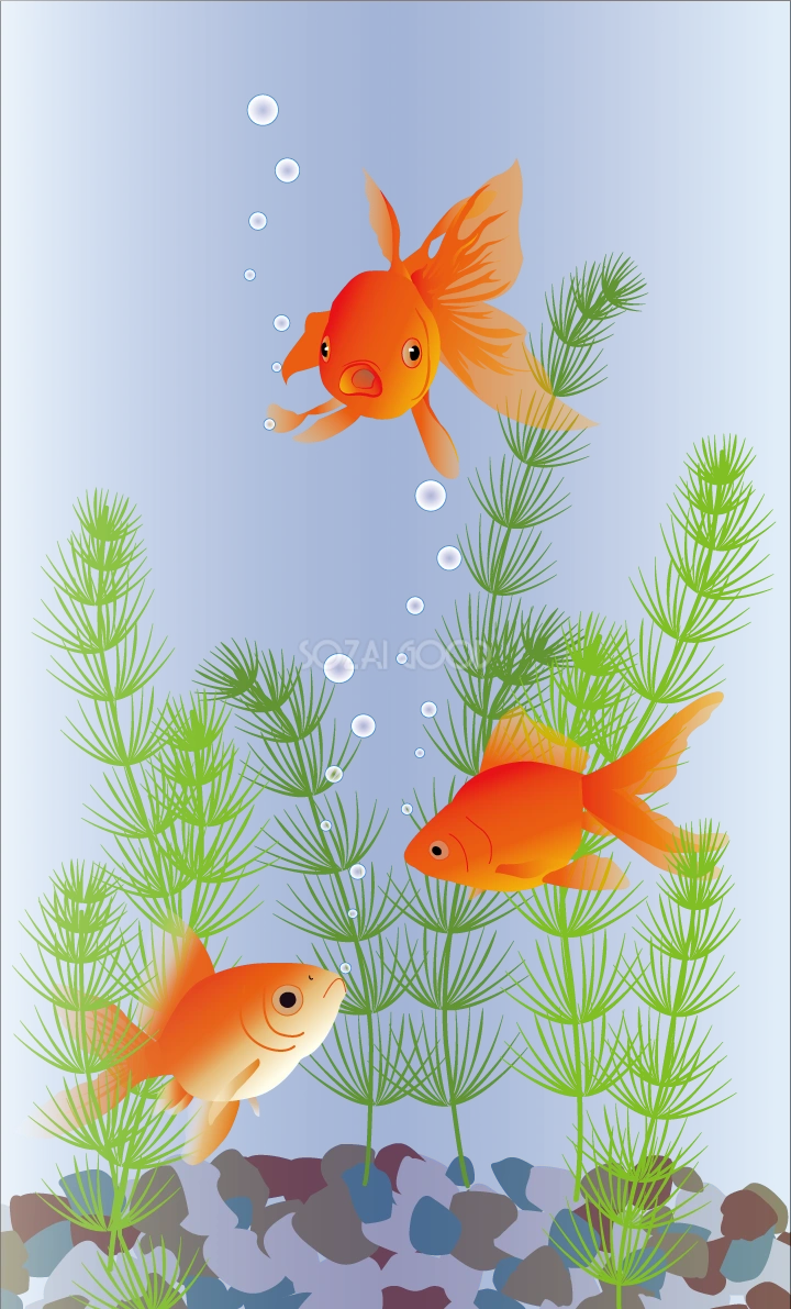 金魚 リアル 背景 イラスト無料 フリー89707