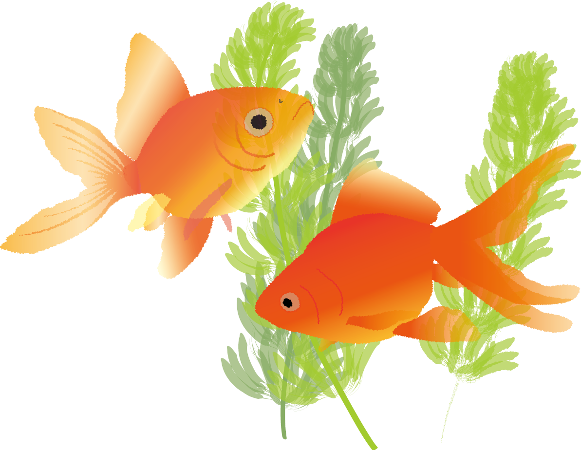 金魚 綺麗 イラスト無料 フリー89724に写真・文字を入れる