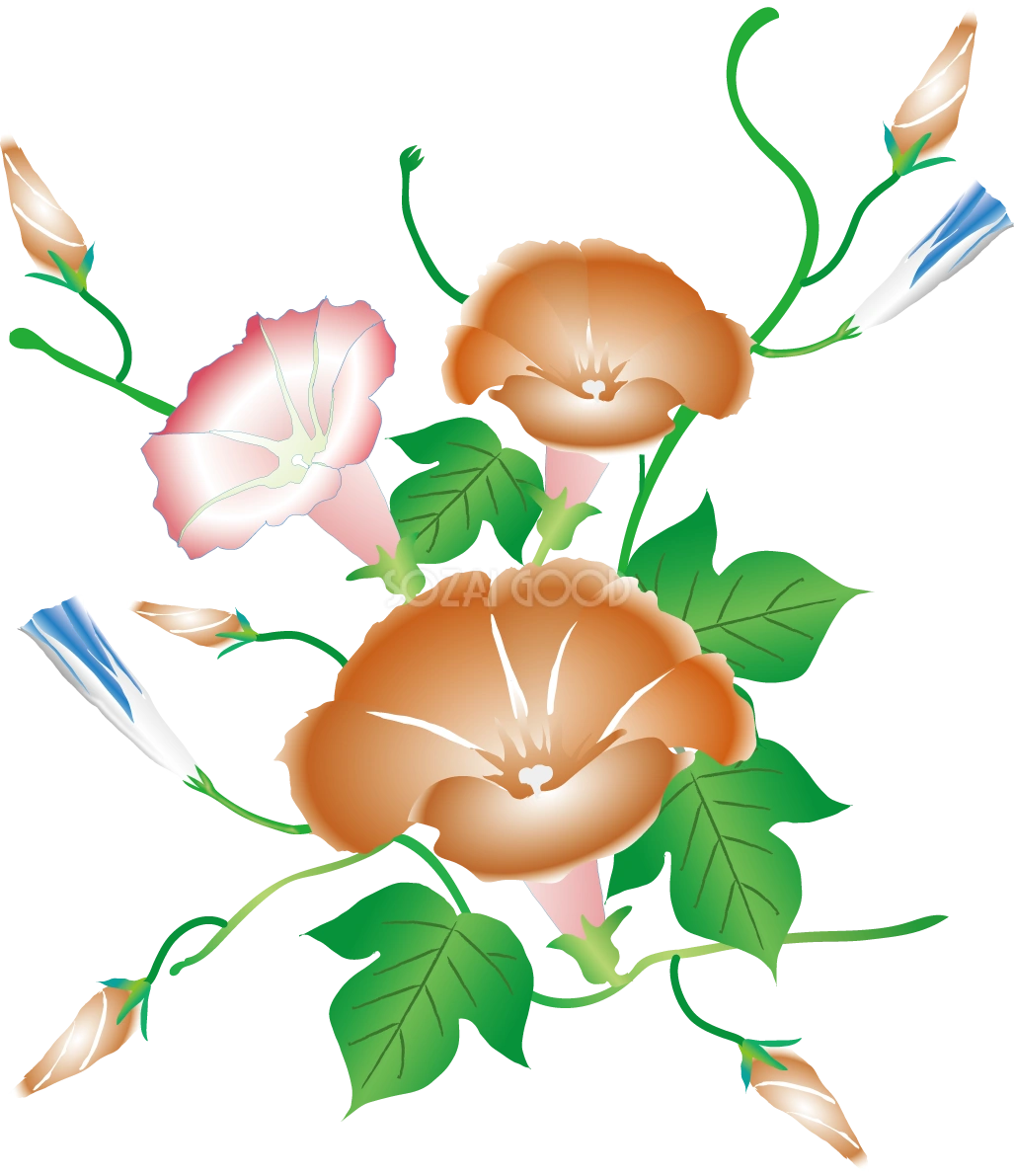 朝顔 爽やかイラスト無料 フリー89736