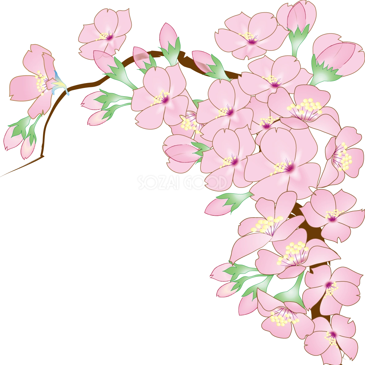 桜の枝 リアルイラスト無料 フリー91072