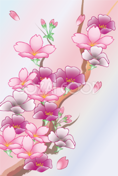 桜の枝 背景 イラスト無料 フリー91078
