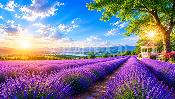 ラベンダー畑の背景素材【無料PNG】癒やしの花風景イラスト フリー92310