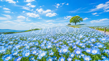 ネモフィラ畑の背景素材【無料PNG】青い花が広がる風景イラストフリー92344