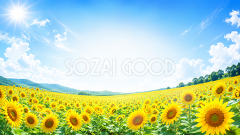 ひまわり畑の夏背景イラスト｜青空が広がる無料背景素材【高画質PNG】92926