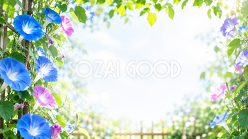 朝顔の夏背景イラスト｜爽やかな庭の無料背景素材【高画質PNG】92927