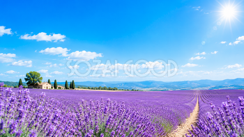 ラベンダー畑の夏背景イラスト｜爽やかな無料背景素材【高画質PNG】92930
