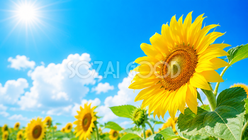 向日葵と青空の夏背景イラスト｜爽やかな無料背景素材【高画質PNG】92933
