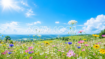 夏の野花背景イラスト｜自然に咲く花の無料背景素材【高画質PNG】92934