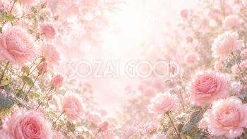 Morning Rose Dew 背景素材【無料PNG】93606