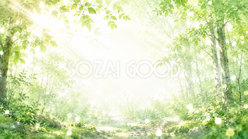 Green Forest Morning 背景素材【無料PNG】93612