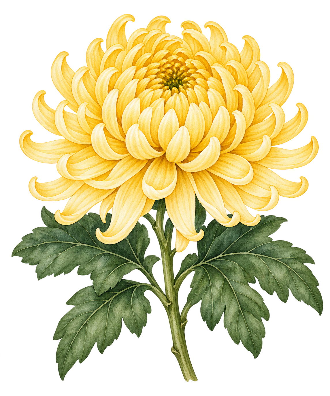 黄色い菊｜秋の花の水彩・無料イラスト素材 98362に写真・文字を入れる