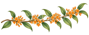 キンモクセイ・横長の枝｜秋の花の水彩・無料イラスト素材 98367