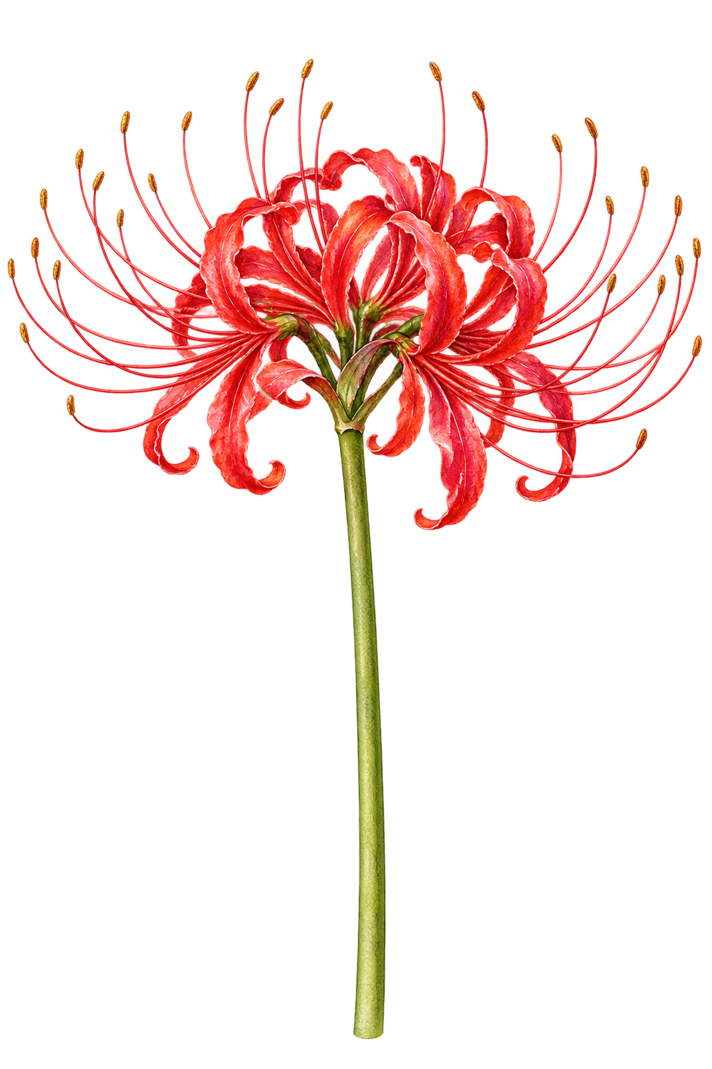 赤い彼岸花｜秋の花の水彩・無料イラスト素材 98373に写真・文字を入れる
